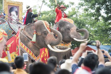 bir fil tradititional Satuek kasaba kuzeyinde şehir Buri Ram Isan kuzeydoğu Tayland'Mun Nehri Longboat yarışı göstermek. Tayland, Buriram, Kasım, 2017.