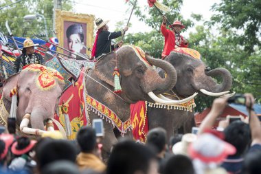 bir fil tradititional Satuek kasaba kuzeyinde şehir Buri Ram Isan kuzeydoğu Tayland'Mun Nehri Longboat yarışı göstermek. Tayland, Buriram, Kasım, 2017.