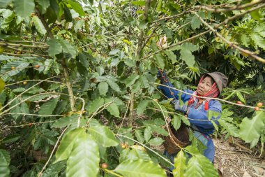 Kuzey Tayland 'ın Chiang Rai eyaletindeki Myanmar sınırındaki Mae Sai kasabası yakınlarındaki kahve tarlasında kahve çekirdeği hasadı. Tayland, Mae Sai, Kasım 2019