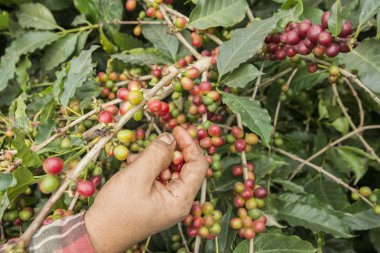 Kuzey Tayland 'ın Chiang Rai eyaletindeki Myanmar sınırındaki Mae Sai kasabası yakınlarındaki kahve tarlasında kahve çekirdeği hasadı. Tayland, Mae Sai, Kasım 2019