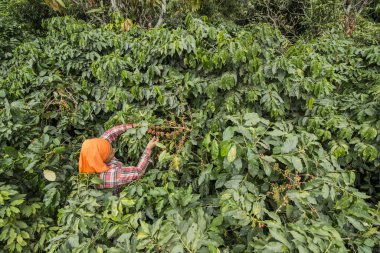 coffee bean harvest on a coffee plantation near the town of Mae Sai on the Border to Myanmar in the Chiang Rai Province in North Thailand.   Thailand, Mae Sai, November, 2019 clipart
