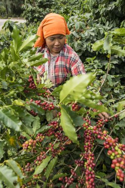 Kuzey Tayland 'ın Chiang Rai eyaletindeki Myanmar sınırındaki Mae Sai kasabası yakınlarındaki kahve tarlasında kahve çekirdeği hasadı. Tayland, Mae Sai, Kasım 2019