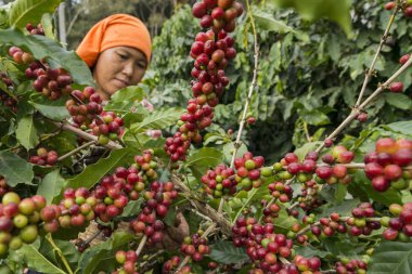 Kuzey Tayland 'ın Chiang Rai eyaletindeki Myanmar sınırındaki Mae Sai kasabası yakınlarındaki kahve tarlasında kahve çekirdeği hasadı. Tayland, Mae Sai, Kasım 2019