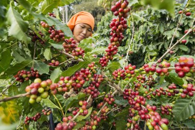 Kuzey Tayland 'ın Chiang Rai eyaletindeki Myanmar sınırındaki Mae Sai kasabası yakınlarındaki kahve tarlasında kahve çekirdeği hasadı. Tayland, Mae Sai, Kasım 2019
