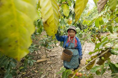 Kuzey Tayland 'ın Chiang Rai eyaletindeki Myanmar sınırındaki Mae Sai kasabası yakınlarındaki kahve tarlasında kahve çekirdeği hasadı. Tayland, Mae Sai, Kasım 2019