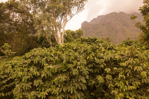 Raccolto Chicchi Caffè Una Piantagione Caffè Vicino Alla Città Mae — Foto Stock