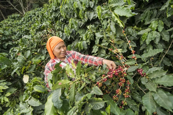 Sklizeň Kávových Zrn Plantáži Blízkosti Města Mae Sai Hranici Myanmarem — Stock fotografie