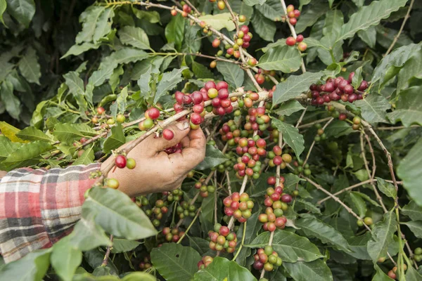 Kuzey Tayland 'ın Chiang Rai eyaletindeki Myanmar sınırındaki Mae Sai kasabası yakınlarındaki kahve tarlasında kahve çekirdeği hasadı. Tayland, Mae Sai, Kasım 2019