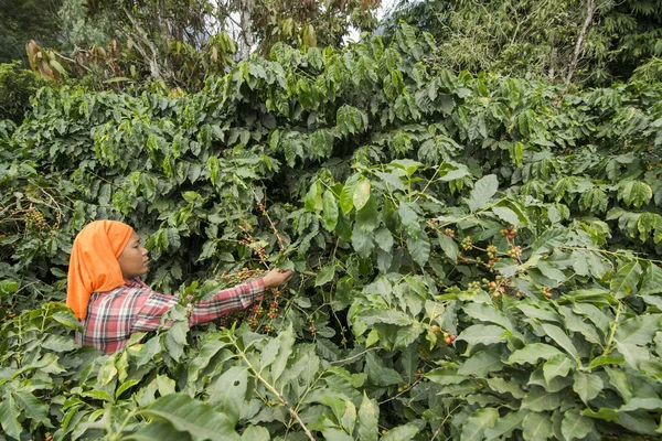 Colheita Grãos Café Uma Plantação Café Perto Cidade Mae Sai — Fotografia de Stock