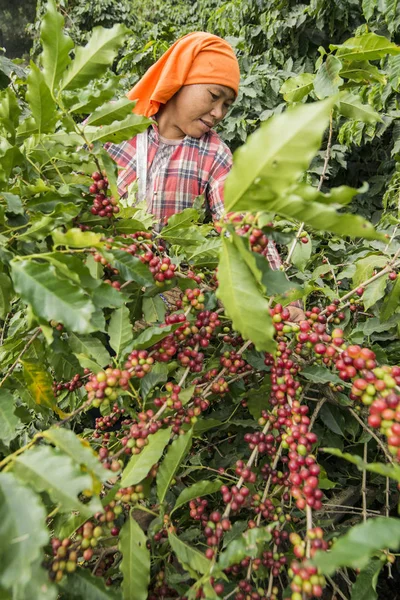 Coffee Bean Harvest Coffee Plantation Town Mae Sai Border Myanmar — Stock Photo, Image