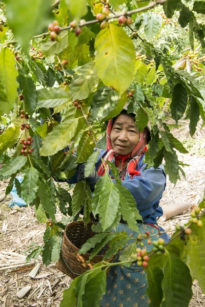 Sklizeň Kávových Zrn Plantáži Blízkosti Města Mae Sai Hranici Myanmarem — Stock fotografie