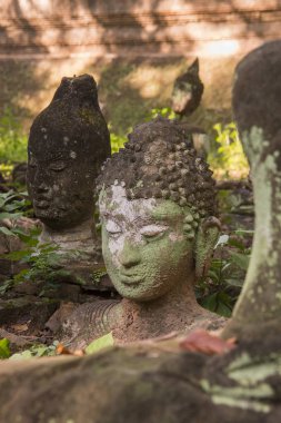 Tayland Chiang Mai Wat Umong