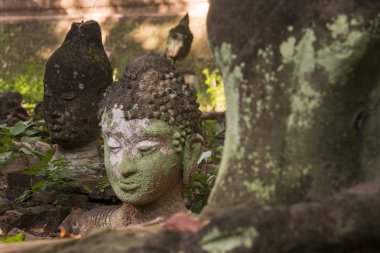 Tayland Chiang Mai Wat Umong