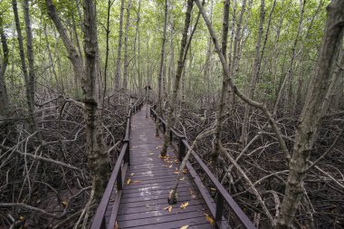 Tayland 'ın güneyindeki Pranburi kasabası yakınlarındaki Mangrove Orman Parkı Tayland' ın Hua Hin kasabası. Tayland, Hua Hin, Kasım 2019