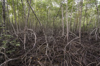 Tayland 'ın güneyindeki Pranburi kasabası yakınlarındaki Mangrove Orman Parkı Tayland' ın Hua Hin kasabası. Tayland, Hua Hin, Kasım 2019