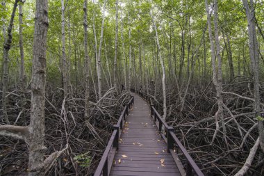 Tayland 'ın güneyindeki Pranburi kasabası yakınlarındaki Mangrove Orman Parkı Tayland' ın Hua Hin kasabası. Tayland, Hua Hin, Kasım 2019