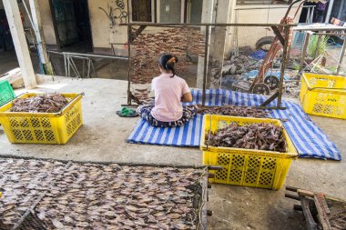Tayland 'ın güneyindeki Pranburi kasabası yakınlarındaki Sai Noi kasabasında Hua Hin kasabasında kuru deniz ürünleri üretilmektedir. Tayland, Hua Hin, Kasım 2019