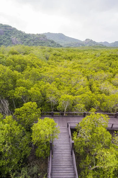 the mangrove Forest Park near the Town of Pranburi on the Golf of Thailand south the Town of Hua Hin in Thailand.   Thailand, Hua Hin, November, 2019