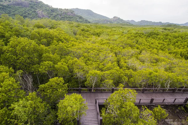 the mangrove Forest Park near the Town of Pranburi on the Golf of Thailand south the Town of Hua Hin in Thailand.   Thailand, Hua Hin, November, 2019