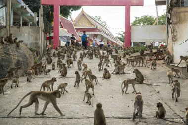 Maymunlar Tayland 'daki Hua Hin şehrinin yakınındaki Wat Khao Takiap ya da Maymun Tapınağında besleniyorlar. Tayland, Hua Hin, Kasım 2019