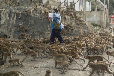 Maymunlar Tayland 'daki Hua Hin şehrinin yakınındaki Wat Khao Takiap ya da Maymun Tapınağında besleniyorlar. Tayland, Hua Hin, Kasım 2019