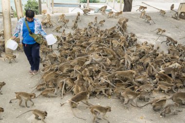 Maymunlar Tayland 'daki Hua Hin şehrinin yakınındaki Wat Khao Takiap ya da Maymun Tapınağında besleniyorlar. Tayland, Hua Hin, Kasım 2019