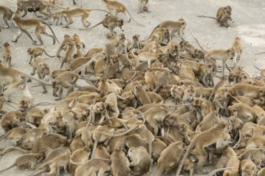 Maymunlar Tayland 'daki Hua Hin şehrinin yakınındaki Wat Khao Takiap ya da Maymun Tapınağında besleniyorlar. Tayland, Hua Hin, Kasım 2019
