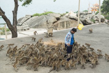 Maymunlar Tayland 'daki Hua Hin şehrinin yakınındaki Wat Khao Takiap ya da Maymun Tapınağında besleniyorlar. Tayland, Hua Hin, Kasım 2019