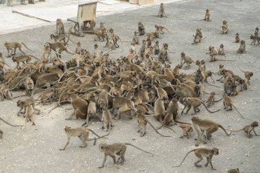 Maymunlar Tayland 'daki Hua Hin şehrinin yakınındaki Wat Khao Takiap ya da Maymun Tapınağında besleniyorlar. Tayland, Hua Hin, Kasım 2019