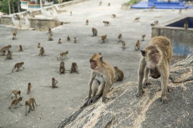 Maymunlar Tayland 'daki Hua Hin şehrinin yakınındaki Wat Khao Takiap ya da Maymun Tapınağında besleniyorlar. Tayland, Hua Hin, Kasım 2019