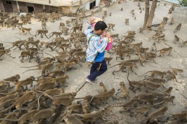 Maymunlar Tayland 'daki Hua Hin şehrinin yakınındaki Wat Khao Takiap ya da Maymun Tapınağında besleniyorlar. Tayland, Hua Hin, Kasım 2019