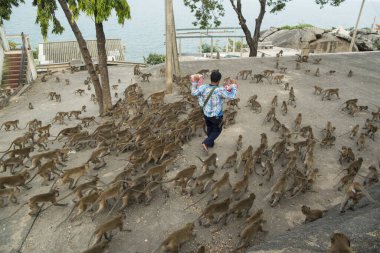 Maymunlar Tayland 'daki Hua Hin şehrinin yakınındaki Wat Khao Takiap ya da Maymun Tapınağında besleniyorlar. Tayland, Hua Hin, Kasım 2019