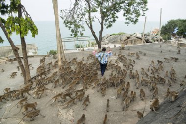 Maymunlar Tayland 'daki Hua Hin şehrinin yakınındaki Wat Khao Takiap ya da Maymun Tapınağında besleniyorlar. Tayland, Hua Hin, Kasım 2019