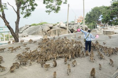 Maymunlar Tayland 'daki Hua Hin şehrinin yakınındaki Wat Khao Takiap ya da Maymun Tapınağında besleniyorlar. Tayland, Hua Hin, Kasım 2019