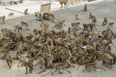 Maymunlar Tayland 'daki Hua Hin şehrinin yakınındaki Wat Khao Takiap ya da Maymun Tapınağında besleniyorlar. Tayland, Hua Hin, Kasım 2019