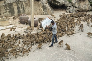 Maymunlar Tayland 'daki Hua Hin şehrinin yakınındaki Wat Khao Takiap ya da Maymun Tapınağında besleniyorlar. Tayland, Hua Hin, Kasım 2019