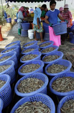 Tayland 'ın Hua Hin kasabasının güneyindeki Khao sam roi Yot Ulusal Parkı' nda karides çiftliğinde karides kazancı. Tayland, Hua Hin, Kasım 2011