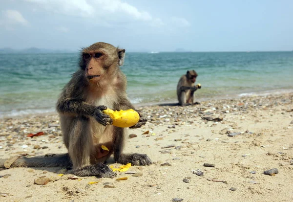 Μαϊμού Στην Παραλία Του Νησιού Μαϊμού Μπροστά Από Dolphin Bay — Φωτογραφία Αρχείου