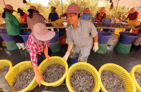 Camarón Que Gana Una Granja Camarones Parque Nacional Khao Sam —  Fotos de Stock