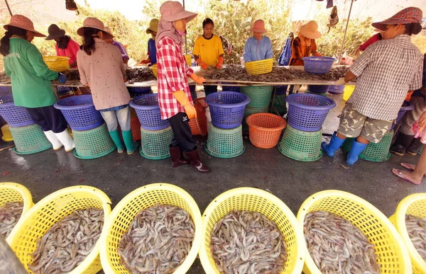 Camarón Que Gana Una Granja Camarones Parque Nacional Khao Sam —  Fotos de Stock