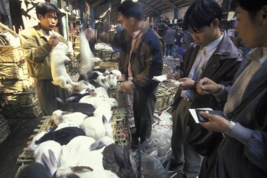 Doğu Asya 'daki Guangdong eyaletinin Guangzhou şehrindeki deniz ürünleri ve hayvan pazarında tavşan. Çin, Guangzhou, Nisan 2000