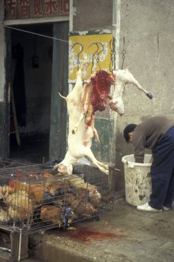 Doğu Asya 'da, Çin' in Sichuan bölgesindeki Chongqing şehrindeki hayvan ve deniz ürünleri pazarında bir hayvan pazarı. Çin, Xian, Nisan 2000