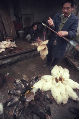 Doğu Asya 'daki Hubei eyaletinin Jiujiang şehrindeki hayvan ve deniz ürünleri pazarındaki ördekler. Çin, Wuhan, Nisan 2000