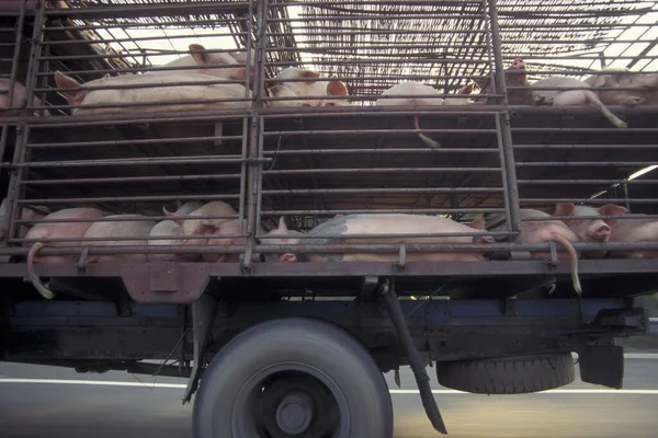 Transport Avec Des Porcs Marché Des Fruits Mer Des Animaux — Photo