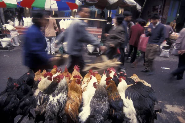 Kip Vis Dierenmarkt Stad Guangzhou Provincie Guangdong China Oost Azië — Stockfoto