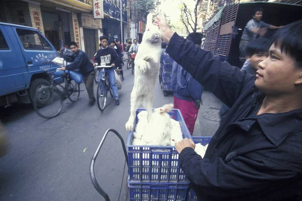 Kaninchen Auf Dem Fisch Und Tiermarkt Der Stadt Guangzhou Der — Stockfoto