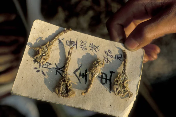 Скорпионы Китайская Мадицина Старом Городе Городе Сиань Провинции Шэньси Китае — стоковое фото
