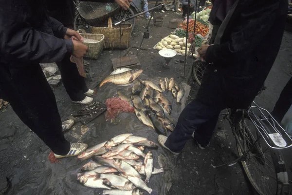 Pescado Mercado Animales Mariscos Casco Antiguo Ciudad Xian Provincia Shaanxi —  Fotos de Stock