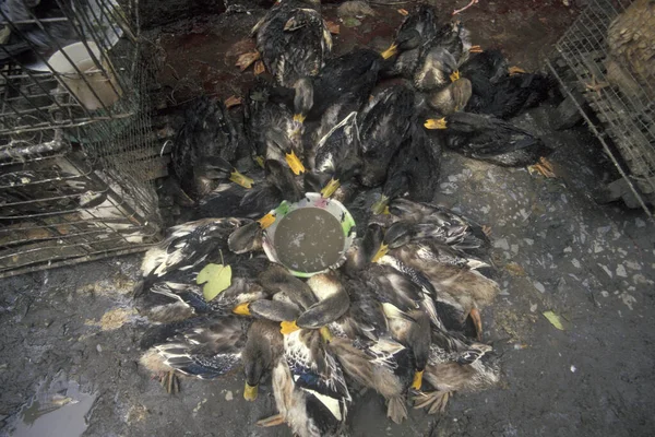 Pato Mercado Animales Mariscos Casco Antiguo Ciudad Xian Provincia Shaanxi — Foto de Stock