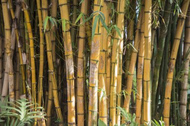 Portekiz 'in Madeira Adası' ndaki Funchal 'ın merkezindeki avenida Arriaga' da Jardim Belediyesi. Portekiz, Madeira, Nisan 2018